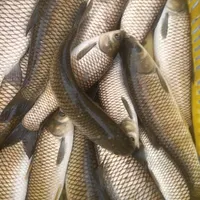 کپورطلایی وامور و کپور نقره ای