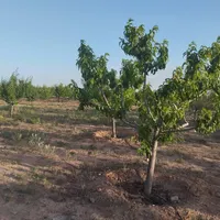 زمین باغی ارامگاه فردوسی ۴۰۰متر|فروش زمین و ملک کلنگی|مشهد, وکیل‌آباد|دیوار