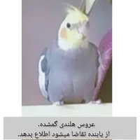 عروسهلندی گمشده اندازه قیمت طوطی مون پول میدیم
