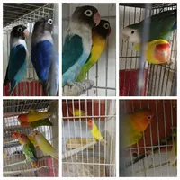 قناری وانواع پرنده های زینتی|پرنده|سبزوار, |دیوار