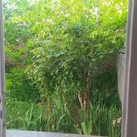 سوییت ویلایی دلچسب،جنب ابشار زیبای سمیرم|اجارهٔ کوتاه‌مدت آپارتمان و سوئیت|سمیرم, |دیوار
