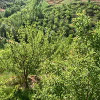 فروش باغ۵۰۰۰ متری در سپیدان|فروش زمین و ملک کلنگی|شیراز, رکن‌آباد|دیوار