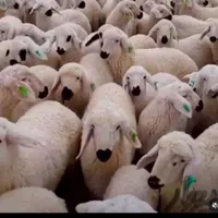 گوسفند زنده بره قوچ اردبیل شبانه روزی