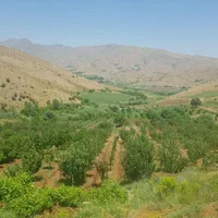 باغ مثمر وزمین کشاورزی به مساحت۴۶۰۰۰متر