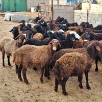 مناسب قربانی گوسفند زنده شکم خالی پر گوشت چاق|حیوانات مزرعه|ماهدشت, |دیوار