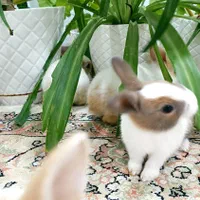 بچه خر گوش زیبا و بازی گوش