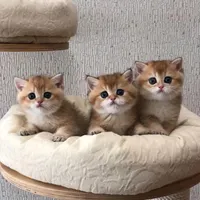 دهکده گربه بریتیش / پرشین / اسکاتیش