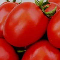 فروش انواع نشا|خدمات باغبانی و درختکاری|شیراز, شهرک بزین|دیوار