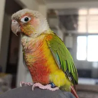 سلام طوطی گرینچک گمشده