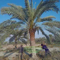 سیرجان نخل تنها عاملیت رسمی نخل مثمر پالم|گل و گیاه طبیعی|سیرجان, |دیوار