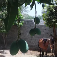 فروش انبه بدون هسته|خوردنی و آشامیدنی|تهران, اراج|دیوار