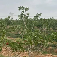 زمین باغی۱۰۰۰متری و۵۰۰متری شرایطی بدون سود سندرسمی|فروش زمین و ملک کلنگی|شاهین‌شهر, گرگاب|دیوار