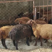 ۴ راس بره ماده درشت|حیوانات مزرعه|بندر ترکمن, |دیوار