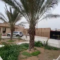 پخش کننده درخت نخل درسراسرکشور|خدمات باغبانی و درختکاری|چالوس, |دیوار