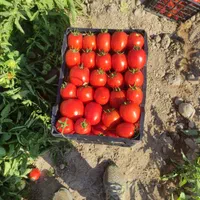 زمین کشاورزی (اسب زین شده) برای فروش و اجاره|فروش دفتر صنعتی، کشاورزی، تجاری|فیروزآباد (فارس), |دیوار