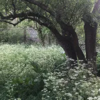 باغ ویلا کوشکک گچسر|فروش خانه و ویلا|آسارا, |دیوار