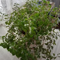 گل طبیعی