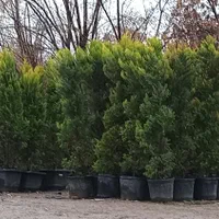 نهال درخت گل وگیاه حیاط باغچه ای فروشی گلدار دار|خدمات باغبانی و درختکاری|تهران, باغ خزانه|دیوار