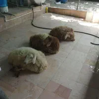 گوسفند تحت نظارت دامپزشکی و کشتارگاه زنده قپان|حیوانات مزرعه|کرج, مصباح|دیوار