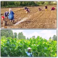 نهال صنوبر|خدمات باغبانی و درختکاری|رشت, نیروی دریایی|دیوار