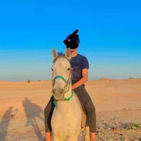اسب صگلاوی|اسب و تجهیزات اسب‌سواری|حمیدیه, |دیوار