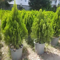 کامیس زبرفشرده|گل و گیاه طبیعی|تنکابن, |دیوار