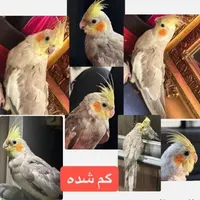 عروس هلندی گمشده/خلیج