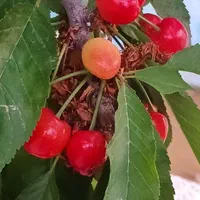 فروش باغ شهری در شیراز سیاخ دارنگون گلابدره|فروش زمین و ملک کلنگی|شیراز, غدیر شمالی|دیوار