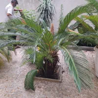 درخت سیکاس|گل و گیاه طبیعی|رشت, خمیران زاهدان|دیوار