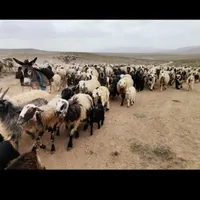 گوسفند نر و ماده برای قربانی|حیوانات مزرعه|قزوین, |دیوار