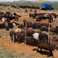 فروش گوسفند زنده عرضه ازکشتارگاه شبانروز|حیوانات مزرعه|تهران, زعفرانیه|دیوار