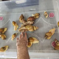 حلزون ها با باکس همه با هم
