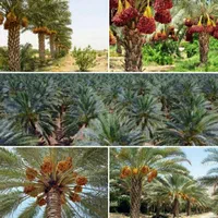 مازندران فونیکس نخل پالم
