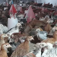 فروش جوجه مرغ گلپایگانی|حیوانات مزرعه|اصفهان, بهارستان|دیوار