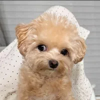 توله سگ خانگی پودل|سگ|کرج, شهرک جهاننما|دیوار