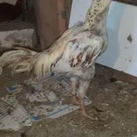خروس لاری