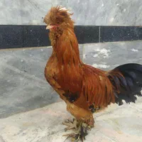 خروس سلطان رنگ بی نظیر رنگ قهوه‌ای موجوده|حیوانات مزرعه|شیراز, پارک کوهستانی بوستان|دیوار