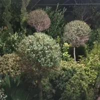 شمشاد یاس هلندی کاج بلند بزرگ نهال درخت گل وگیاه|خدمات باغبانی و درختکاری|تهران, باغ خزانه|دیوار