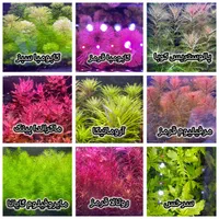 انواع گیاه و تجهیزات آکواریوم پلنت