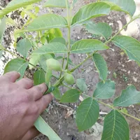 تولید نهال گردو درخت|خدمات باغبانی و درختکاری|شیراز, رکن‌آباد|دیوار