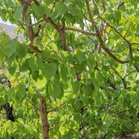 باغ 1450متری با چشمه|فروش خانه و ویلا|گرمسار, |دیوار