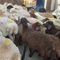 دام تهران زنده بدونه واسطه در جایگاه رسمی|حیوانات مزرعه|تهران, استخر|دیوار