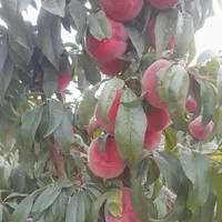 فروش باغ لب آب مارکده.سامان|فروش خانه و ویلا|شاهین‌شهر, پاسداران|دیوار
