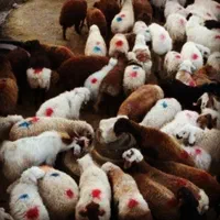 گوسفند زنده *در پاسداران ازگل تجریش اقدسیه دآراباد|حیوانات مزرعه|تهران, دارآباد|دیوار