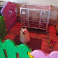 پانسیون نگهداری و آموزش سگ کوچیک و بزرگ|خدمات پیشه و مهارت|تهران, تهرانسر غربی|دیوار