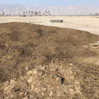کود حیوانی|خدمات باغبانی و درختکاری|بندر دیر, |دیوار