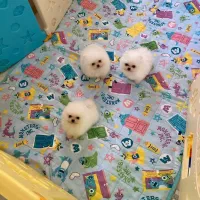 دنیای توله پامر خرسی پامرانین خرسی|سگ|تهران, شهرک غرب|دیوار