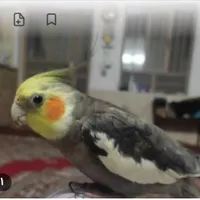 عروس هلندی گمشده