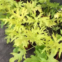 فروش ۱۰ نژاد گل آپارتمانی فیلودندرون|گل و گیاه طبیعی|ساری, |دیوار