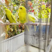 طوطی.مرغ عشق|پرنده|بروجرد, |دیوار